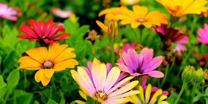 2560x1440 Wallpaper Daisy flowers, Colorful, HD, 5K, Flowers, #5999