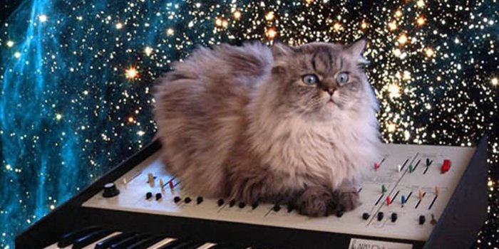 1389x1181 35+ Piano Cat Wallpapers - Download at WallpaperBro