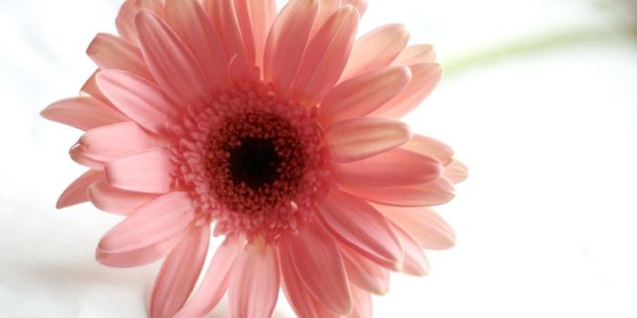 1024x768 Desktop Wallpapers » Flowers Backgrounds » Pink Gerbera Daisy » www