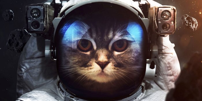 2560x1440 2560x1440 Wallpaper cat, cosmonaut, space suit, space | Vintage kiss