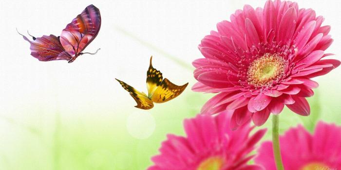 1920x1080 Gerbera Daisies Wallpapers