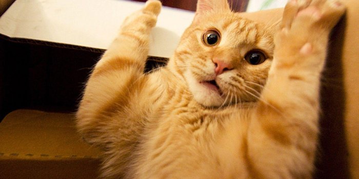 1920x1200 Funny Cat Desktop Wallpapers