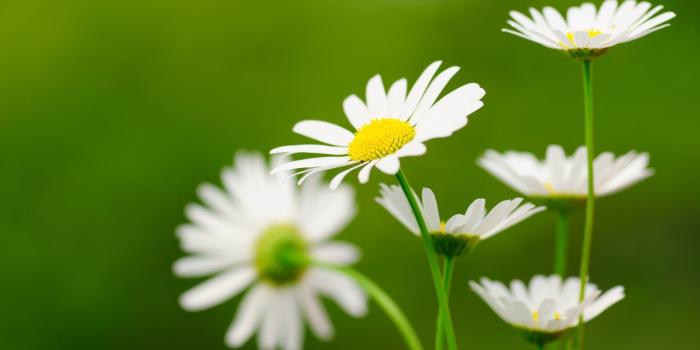 1920x1200 Awesome, Daisies, White, Widescreen, High, Resolution, Wallpaper