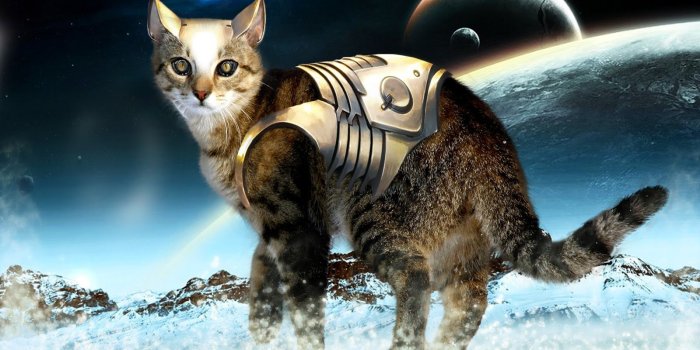 1600x1067 Cat In Space Wallpaper | 1600x1067 | ID:23457