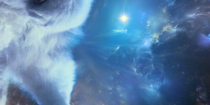 1080x1920 Wallpapers.party on Space in 2019 | Cat wallpaper, Funny cat