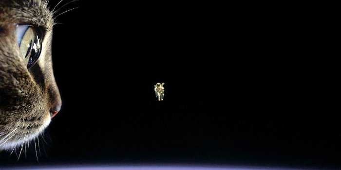 1920x1200 A Cat and the Universe widescreen wallpaper