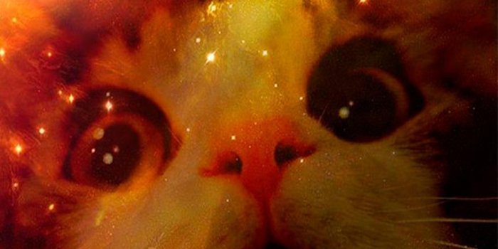 864x1656 Space Cat Funny Cute Galaxy Wallpaper 4K Lock for Android - APK Download