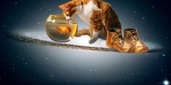 1600x1200 3D Funny Cat And Fish Wallpaper | HD 3D and Abstract Wallpapers for