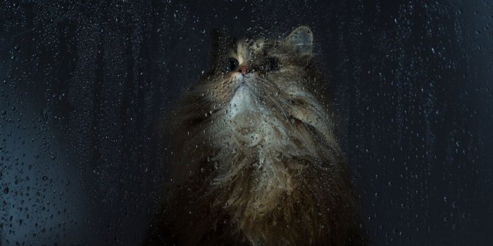 1600x900 Cat wet window wallpaper 1600x900 #12188, 1920X1080 Raining Funny