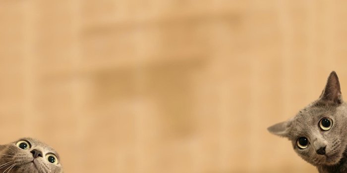 1920x1080 Funny Cat Wallpapers Download Wallpapers