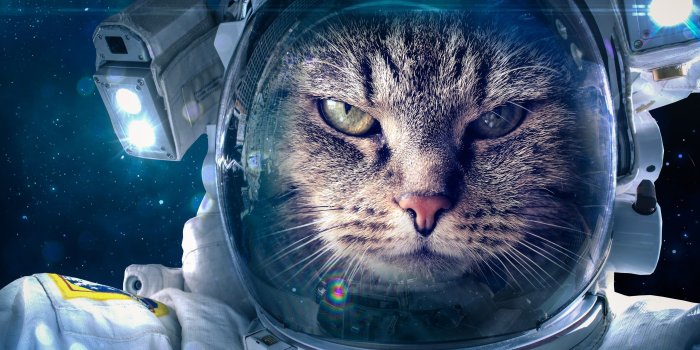 3840x2160 HD wallpaper: cat, cats, cute, funny | Wallpaper Flare