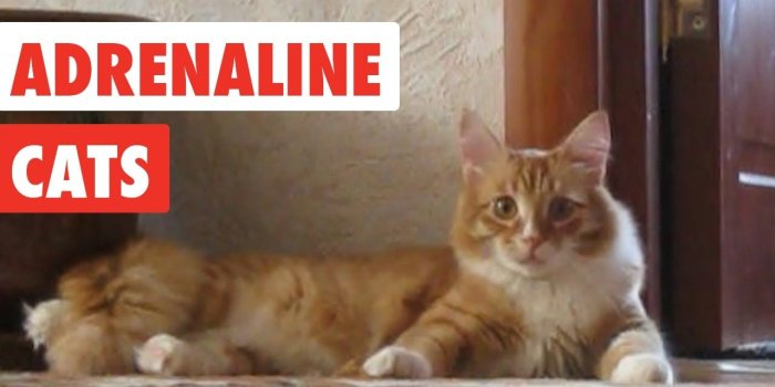 1280x720 Adrenaline Cats | Funny Cat Video Compilation 2017
