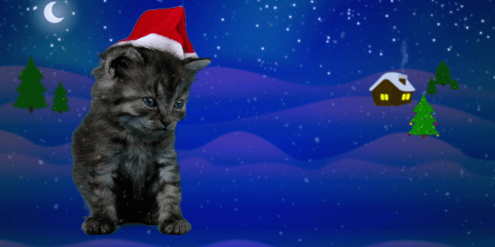 1920x1080 Little funny cat in red Santa Claus hat yawns, waiting for Christmas eve,  winter night background with Christmas tree, house, moon, stars and