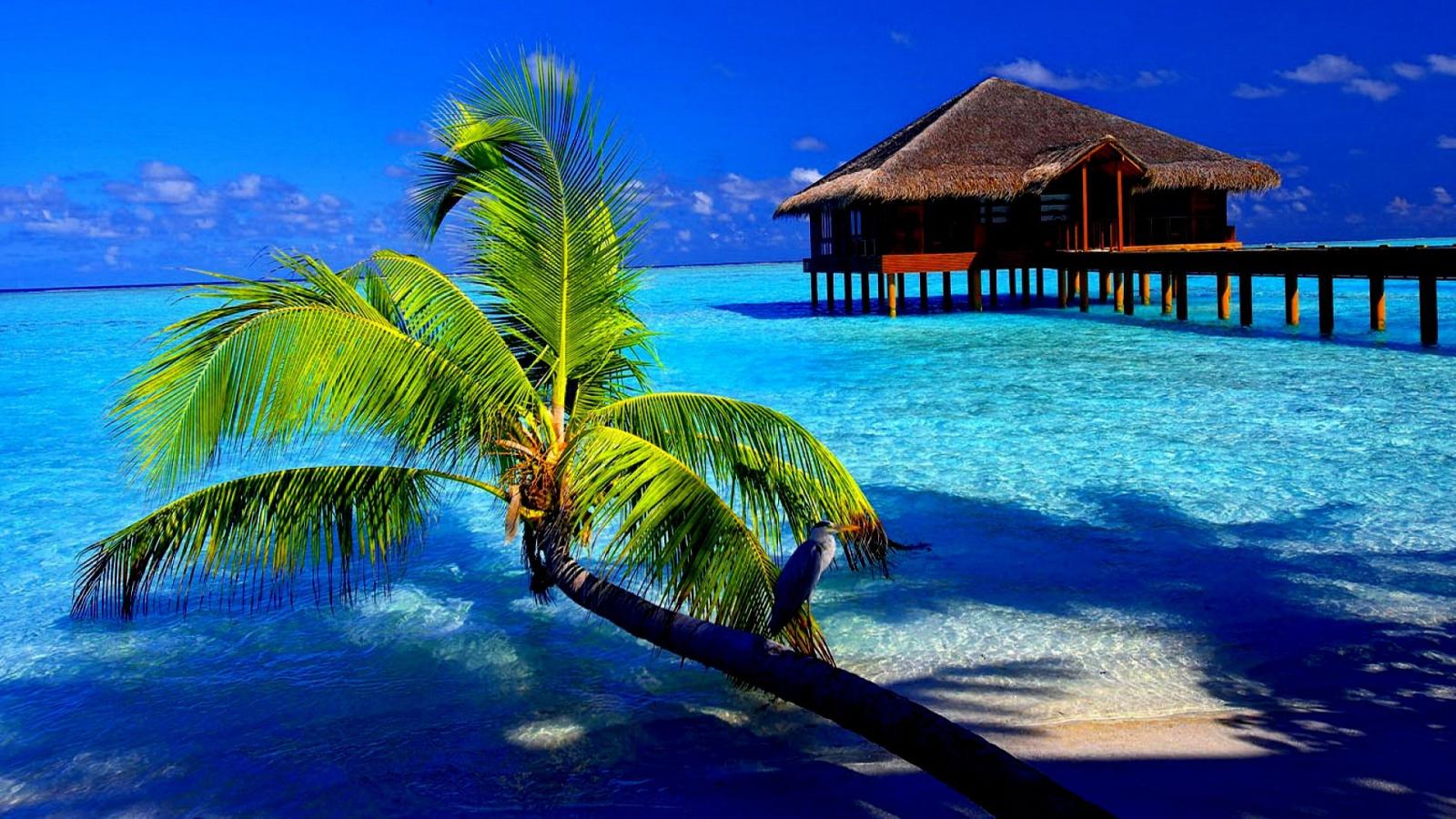 1920x1080 Best 48+ Tropical Wallpaper on HipWallpaper | Tropical Wallpaper