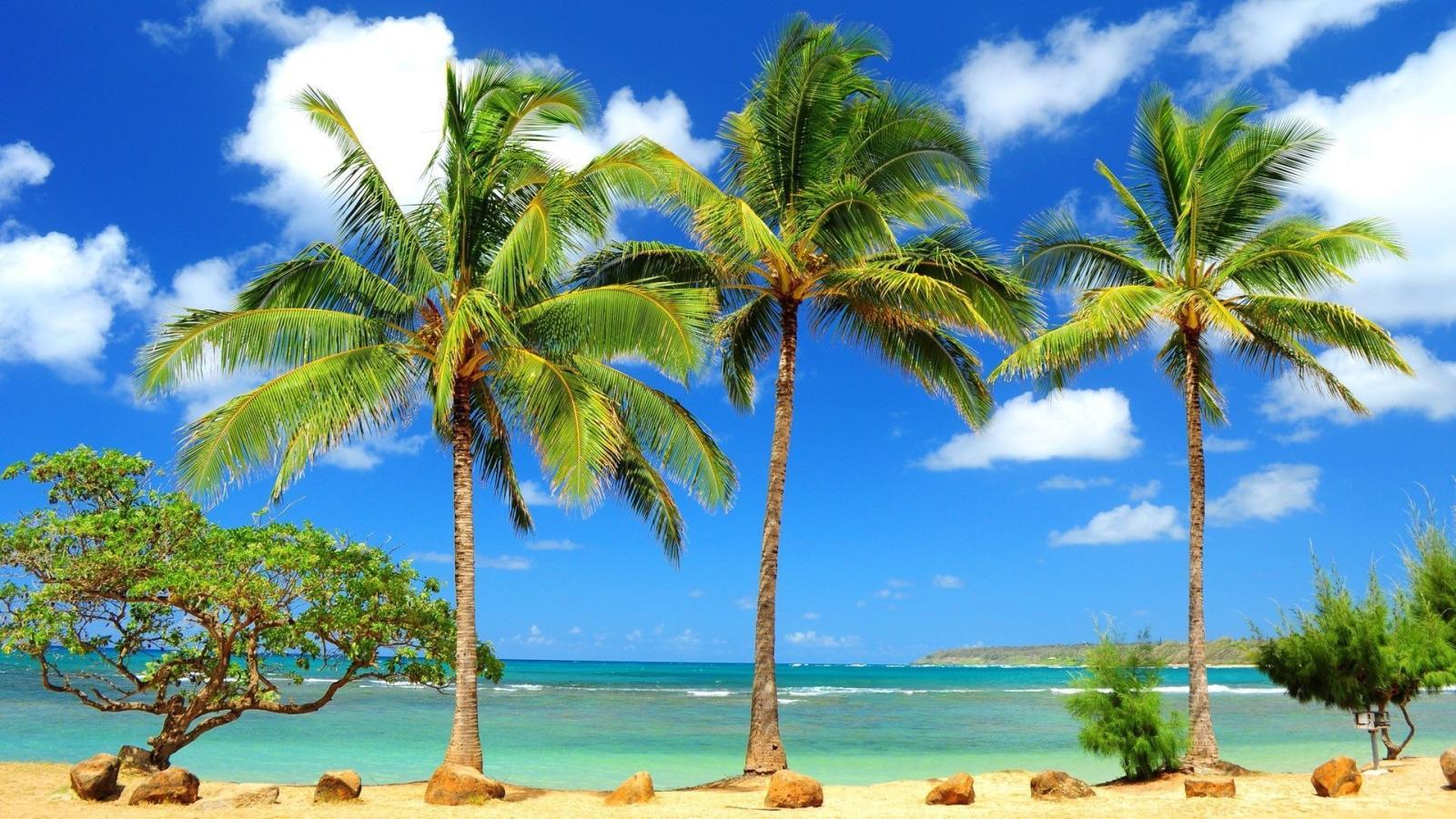 1920x1080 55+ Widescreen Tropical Desktop Wallpapers - Download at WallpaperBro