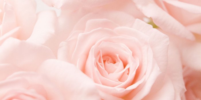 2333x3500 Light Pink Roses - Pink Roses Iphone (#711398) - HD Wallpaper Download