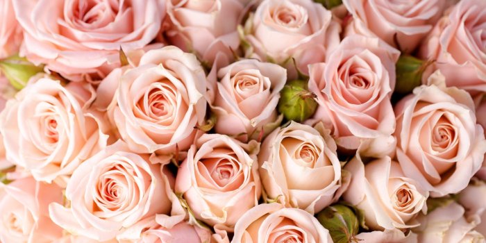 2560x1600 35+ Pink Roses HD Wallpapers - Download at WallpaperBro