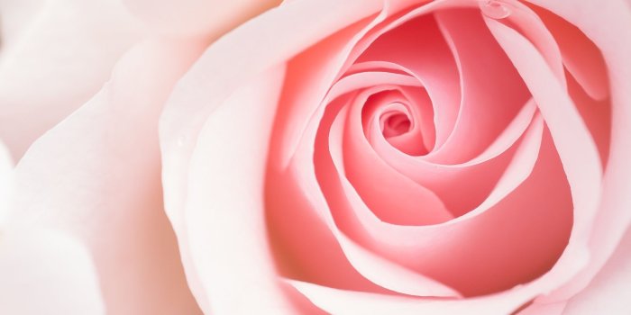 1920x1440 Light Pink Roses Wallpaper - Light Pink Rose Flowers (#498013) - HD