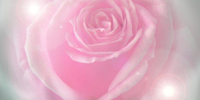 1024x768 Pink Rose Wallpapers