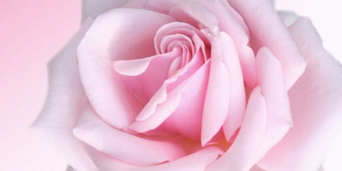 1024x768 Baby Pink Rose | Favorite Fleurs-Roses & Vintage Blooms | Rose