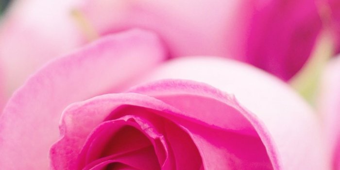 1080x1920 Light Pink Roses Bokeh ❤ 4K HD Desktop Wallpaper for 4K Ultra HD TV