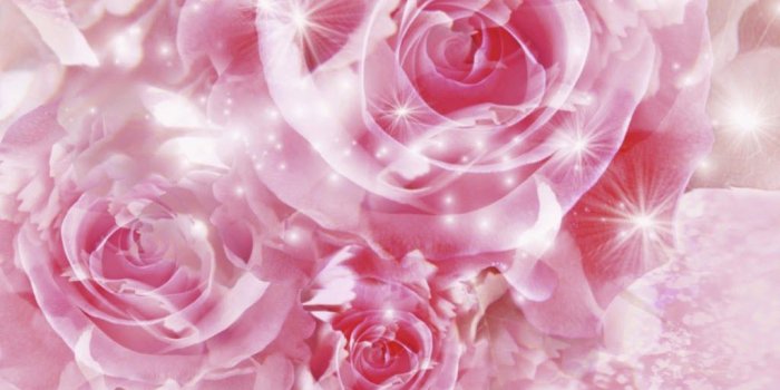 1024x768 Light Pink Roses Wallpaper(60+), Download HD Wallpapers