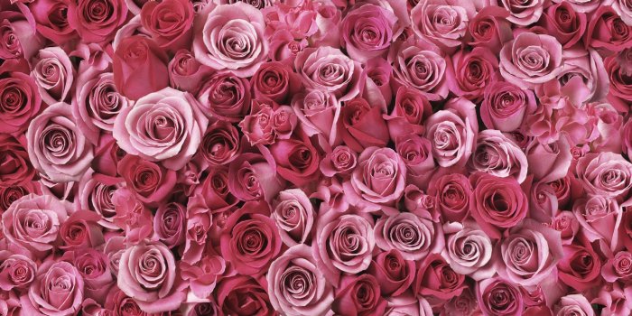1920x1200 Pink Roses Background (34+ images)