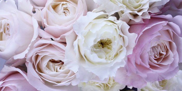 3840x2160 40+ Pale Pink Flowers Wallpapers - Download at WallpaperBro