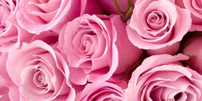 960x854 Download Pink Roses - Pink Summer Flower Theme On Barraques.cat