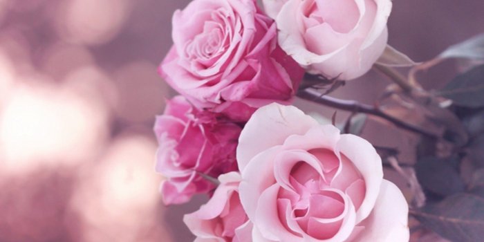 2048x1152 rose rosa | Blumen Rosen rosa Rose wallpaper #6809