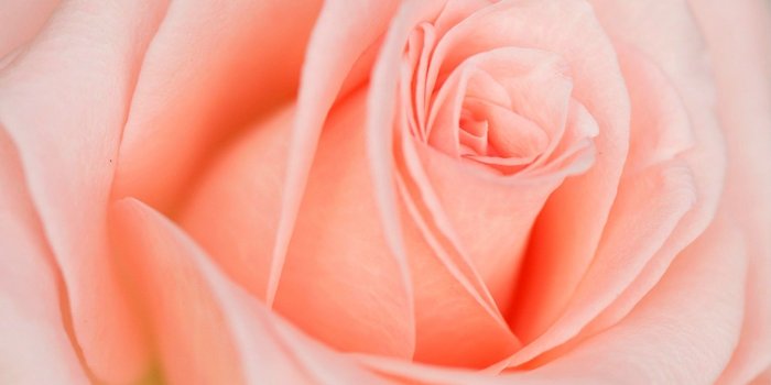 1680x1050 Download Beautiful Light Pink Rose Wallpapers 1680x1050 340319