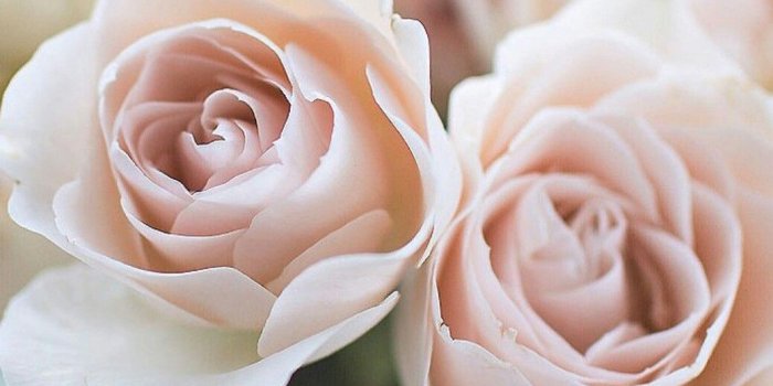 1038x1920 Julia Grundling on roses in pots & vases | Light pink rose