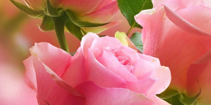 1200x1600 3 Light Pink Roses Mobile Wallpaper - Mobiles Wall