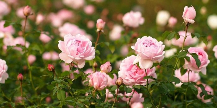 1600x1200 Pale pink roses wallpapers | Freshwallpapers