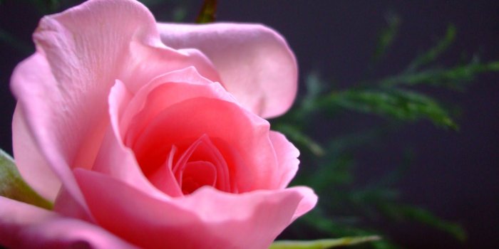 1600x1000 Natural HD Wallpaper: pink rose meaning | pink roses | pink rose