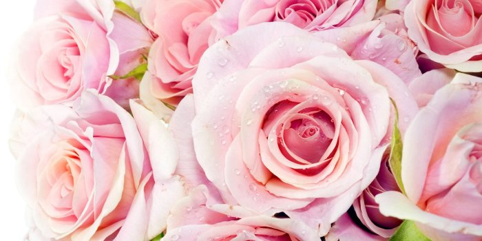1920x1200 pink roses wallpaper desktop - HD Desktop Wallpapers | 4k HD