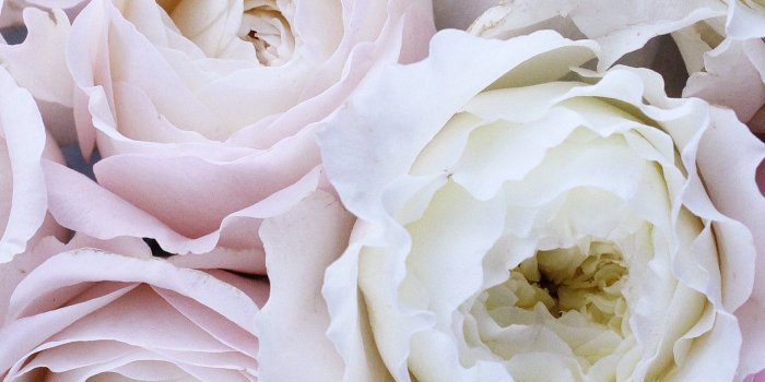 2048x2732 Light Pink Rose Wallpaper 2142347 Sciencemadesimple - Rose, Hd