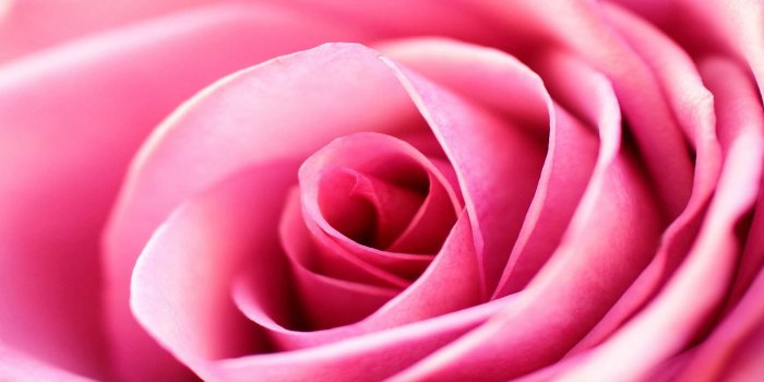 1920x1200 Light Pink Roses Wallpaper - (60+) Group Wallpapers