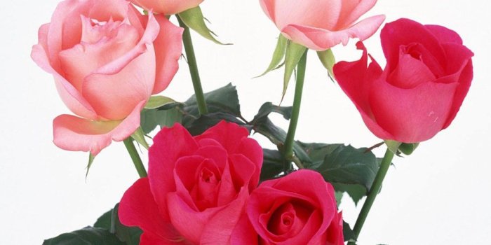 1280x1024 Desktop Wallpapers » Flowers Backgrounds » Light and Dark Pink Roses