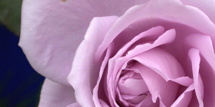 1920x1199 Rose wallpaper macro