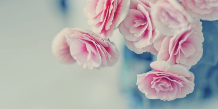 1024x768 Pink Rose Pictures download free