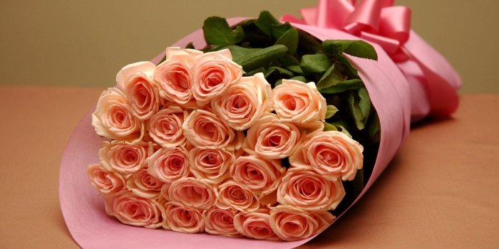 1920x1200 Pink Roses Wallpapers