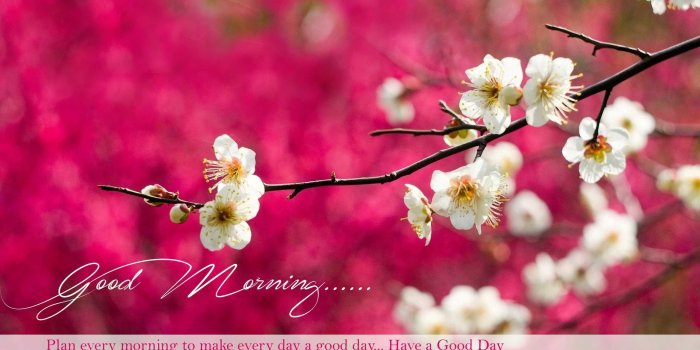 2560x1600 69+ Good Morning Wallpapers on WallpaperPlay