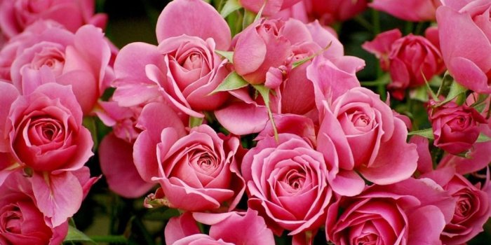 1024x768 65+ Light Red Roses Wallpapers - Download at WallpaperBro