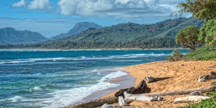 2500x1608 Driftwood On A Beautiful Yellow S Beach On Kauai Hawaii Desktop