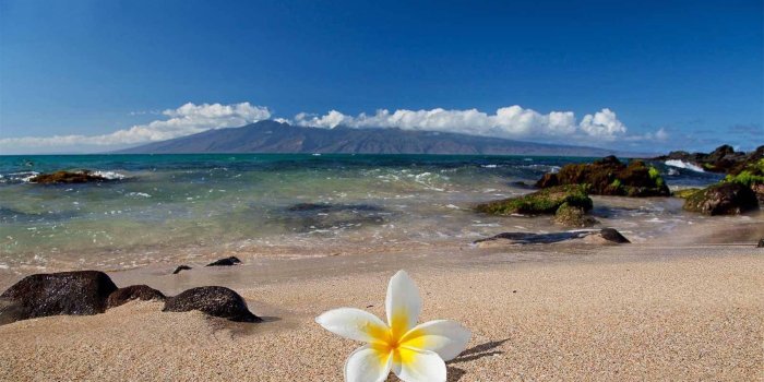 2500x1411 Hawaiian Flowers Desktop Wallpaper - Flowers Healthy