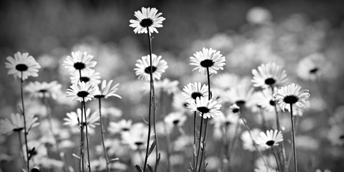 3000x2003 5042110 Black & White, Oxeye Daisy wallpaper and background | Other