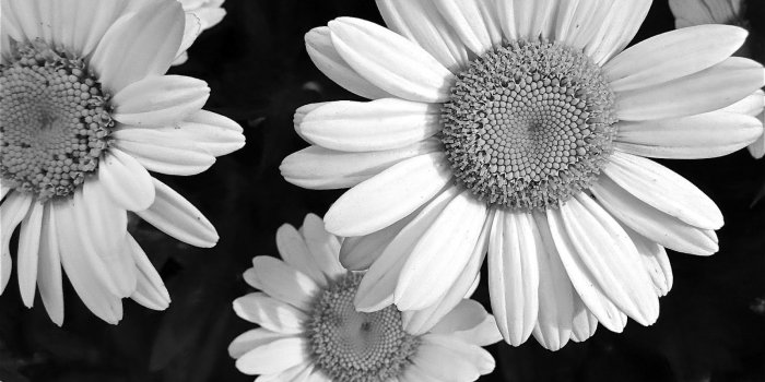 1600x900 43+] Black and White Daisy Wallpaper on WallpaperSafari