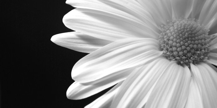 1500x1003 black and white daisy with black background - Google Search | Feelin