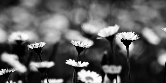 2560x1600 Black And White Daisy Photography | Amazing Wallpapers